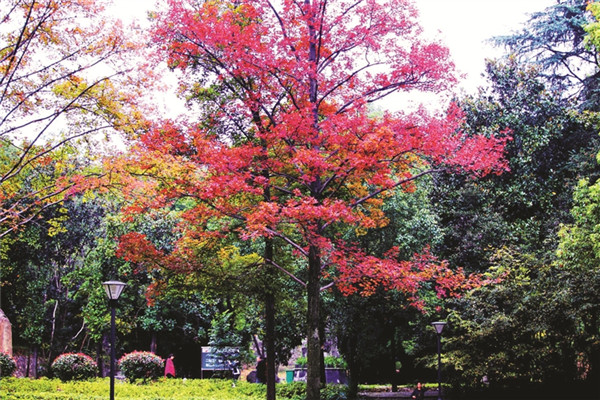 �ֵ���Ҷ����ʱ