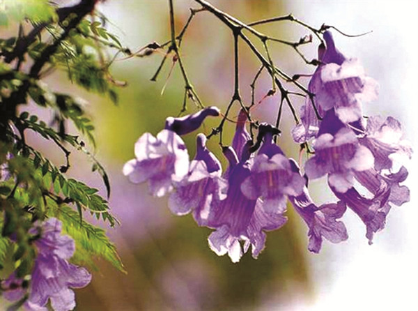 �˲��г����������ꡰ����麡�