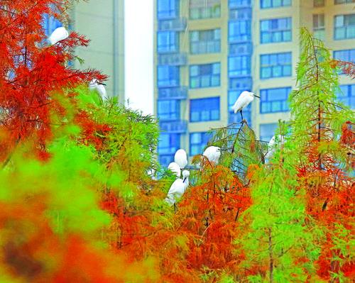 �˺ӹ�԰���ط� 